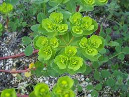 Attēlu rezultāti vaicājumam “Euphorbia helioscopia”