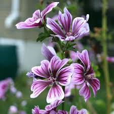 Image result for Malva sylvestris 'Zebrina'
