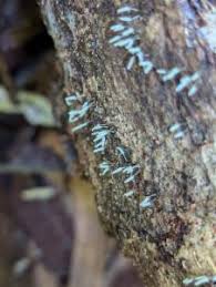 Attēlu rezultāti vaicājumam “Arcyria imperialis macro”