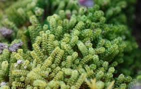 Attēlu rezultāti vaicājumam “Paludella squarrosa”