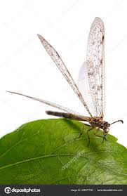 Attēlu rezultāti vaicājumam “Myrmeleontidae imago”