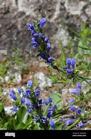 Attēlu rezultāti vaicājumam “Dracocephalum ruyschiana fruit”