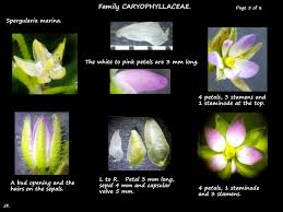 Attēlu rezultāti vaicājumam “Spergularia marina bud”