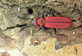 Attēlu rezultāti vaicājumam “Cucujidae”