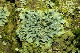 Attēlu rezultāti vaicājumam “Punctelia subrudecta”