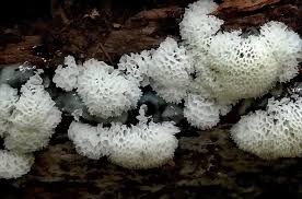 Attēlu rezultāti vaicājumam “Ceratiomyxa porioides spores”