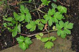 Attēlu rezultāti vaicājumam “Ranunculus repens leaf”
