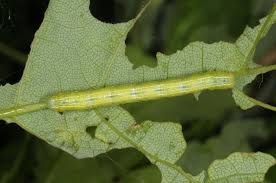 Attēlu rezultāti vaicājumam “Alsophila aescularia”