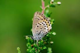 Attēlu rezultāti vaicājumam “Plebejus idas underside”