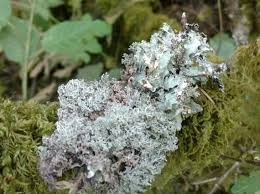 Attēlu rezultāti vaicājumam “Parmelia sulcata”