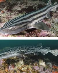 Image result for Poroderma pantherinum