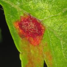 Attēlu rezultāti vaicājumam “Gymnosporangium sp.”