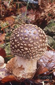 Attēlu rezultāti vaicājumam “Amanita excelsa”