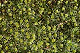 Attēlu rezultāti vaicājumam “Polytrichum juniperinum”