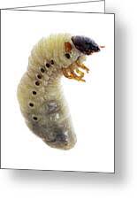 Attēlu rezultāti vaicājumam “Oryctes nasicornis larva”