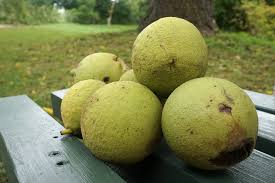 Attēlu rezultāti vaicājumam “Juglans nigra”