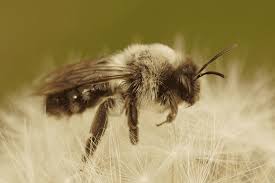 Attēlu rezultāti vaicājumam “Andrena”