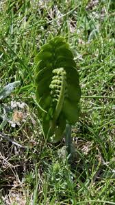 Attēlu rezultāti vaicājumam “Botrychium lunaria”