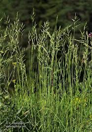 Attēlu rezultāti vaicājumam “Brachypodium pinnatum”