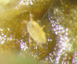 Attēlu rezultāti vaicājumam “Sternorrhyncha”