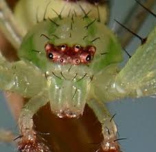 Attēlu rezultāti vaicājumam “Diaea dorsata”