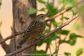 Image result for Locustella lanceolata