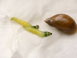 Attēlu rezultāti vaicājumam “Leucochloridium paradoxum”