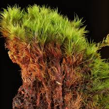 Attēlu rezultāti vaicājumam “Campylopus introflexus”