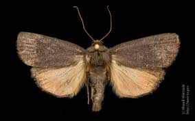 Attēlu rezultāti vaicājumam “Amphipyra livida”