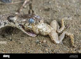 Attēlu rezultāti vaicājumam “Natrix natrix adult”