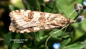 Attēlu rezultāti vaicājumam “Nomophila noctuella”