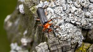 Attēlu rezultāti vaicājumam “Cantharis livida”