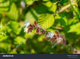 Attēlu rezultāti vaicājumam “Myosotis ramosissima”