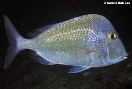 Image result for Calamus nodosus