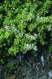 Attēlu rezultāti vaicājumam “Sedum album leaf”