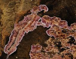 Attēlu rezultāti vaicājumam “Chondrostereum purpureum”