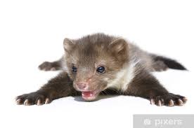 Attēlu rezultāti vaicājumam “Martes foina”