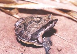 Attēlu rezultāti vaicājumam “Physarum alexandrowiczii”