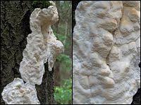 Attēlu rezultāti vaicājumam “Skeletocutis odora”