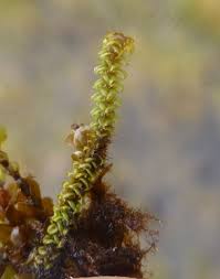 Attēlu rezultāti vaicājumam “Paludella squarrosa”