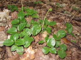 Attēlu rezultāti vaicājumam “Orthilia secunda”