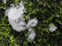 Attēlu rezultāti vaicājumam “Ceratiomyxa fruticulosa”