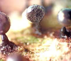 Attēlu rezultāti vaicājumam “Lamproderma columbinum”