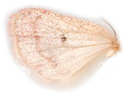 Attēlu rezultāti vaicājumam “Orthosia miniosa”