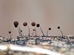 Attēlu rezultāti vaicājumam “Diderma montanum var. album spores”