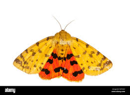 Attēlu rezultāti vaicājumam “Rhyparia purpurata”