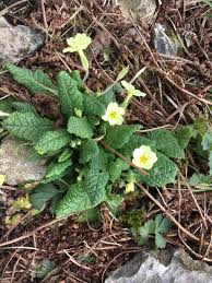 Attēlu rezultāti vaicājumam “Primula veris leaf”
