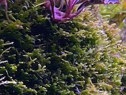 Attēlu rezultāti vaicājumam “Riccardia incurvata”