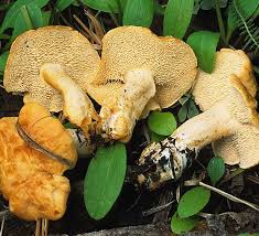 Attēlu rezultāti vaicājumam “Hydnum repandum”