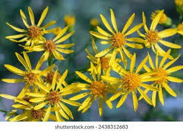 Attēlu rezultāti vaicājumam “Jacobaea vulgaris”